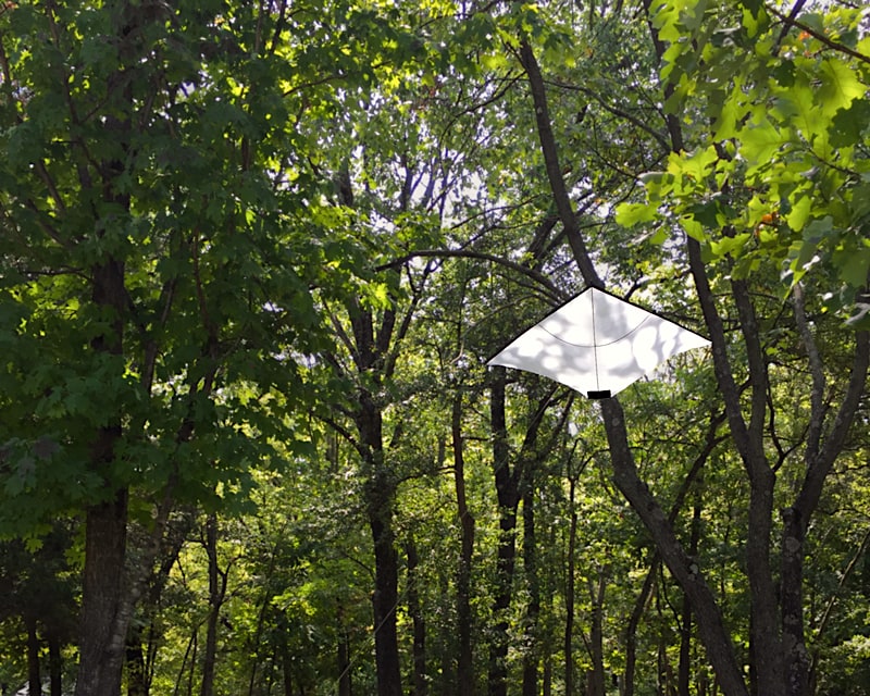 Kite in the shadow of a green forest.