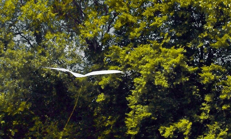 A white kite floating in front of green trees.